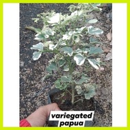☂ ∏ ▤ variegated papua plant