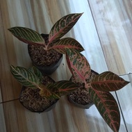 Ready bibit aglaonema pride of sumatra / aglonema red sumatra