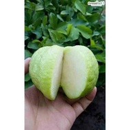 pokok benih jambu batu seedless