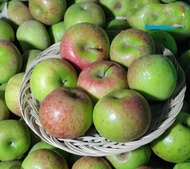 apel malang hijau fresh/ apel hijau malang