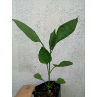 anak pokok cili benggala merah/capsicum/hibrid(percuma 1 pokok)