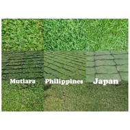 Rumput karpet hidup Japanese grass Philippines grass pearl grass 草