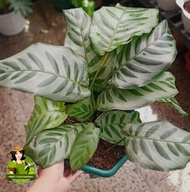 Calathea Bella with FREE white plastic pot, pebbles and garden soil (Rare Plant) -  Live Plant / Indoor Plant