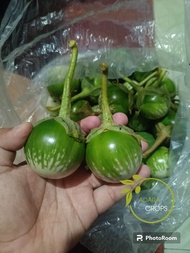 Terong Marukan Terong Lalaban / Sayuran Terong Marukan Lalaban