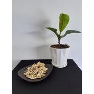 BILIS KECIL TANJUNG DAWAI