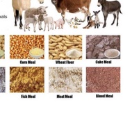 Fine Cuttlefish Flour packaged 1 kg - clean washing process / High Calcium Mixed Cuttlefish Flour / 