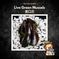 LIVE GREEN MUSSELS