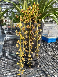 HOA LAN KIẾM NHƯ QUỲNH GIEO HẠT PHI 16