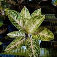 Aglaonema Widuri Putih