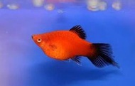 噴火茶壺魚 白球魚 黃球魚 黑球魚 黃天鵝 白天鵝 噴火茶壺 球魚 三色天鵝球魚 金球魚 紅球魚 紅茶壺 好養 吃蚊蟲