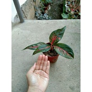 ♞,♘Aglaonema Varieties: Live Plants