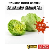 HSK [100pc] ICEBERG GEORGIA LETTUCE SEED LACTUCA SATIVA BIJI BENIH SALAD