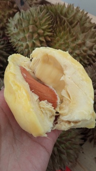 DISKON!! Durian Montong Palu Premium Utuh Pilihan Bergaransi (2,3kg)