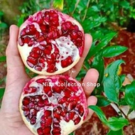 bibit buah delima merah rajin berbuah