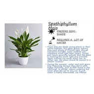 SWS - Spathiphyllum Mojo (Peace Lily)