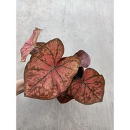 [Paling Horticulture Sdn Bhd] Caladium Thai Hybrid | Daun Buruk Keladi | Daun Keladi Thai Rare | Pokok Hiasan Hidup