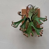 P. Foongsiqi 捲捲鹿_皮革鹿角蕨