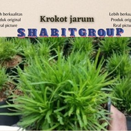 tanaman hias krokot jarum tanaman hemigraps revanda green tanaman unik