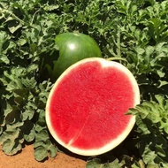 -+ 5 biji - Benih semangka AMARA F1 non biji (seedless)