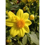 🔥🔥Dahlia Kampung Mix No.08🔥🔥