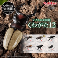 MIKI CAPSULE | โมเดลแมลง Gashapon 12 ชั้นแข็งสีเหลือง ผีเสื้อ Chitinous Beetle King Tiger Beetle