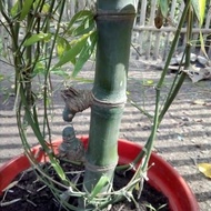 Bambu petuk