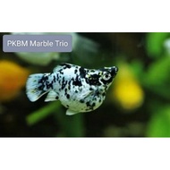 F Fish & PKBM Marble Trio