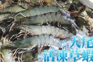 嚴選優格大草蝦600g 600g(8~10尾)