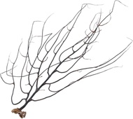 Iboom 1Pc Natural Coral Ornament Black Sea Fan Fish Tank Decoration Sea Coral Ornament Aquarium Sea