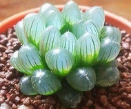 50 เมล็ดพันธุ์ เมล็ด ซักคิวเลนต์ หรือ ไม้อวบน้ำ กระบองเพชร ฮาโวร์เทีย (Haworthia) Succulent seeds อัตราการงอก 80-85%