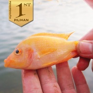 Paket Baby (isi 5) Red Devil Cichlid Ikan Hias Predator Hiasan Aquarium Tanaman Aquascape