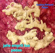 JAHE EMPRIT JAWA TUA BERTUNAS BERAT 1 KG