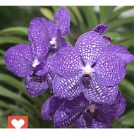 Seedling Anggrek Dendrobium- Bunga ungu Anggrek - Tanaman Hidup