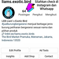 Burung Cililin Hitam Jantan Voer total