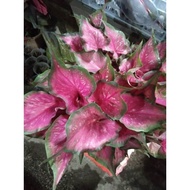 CALADIUM ID ROSE PINK