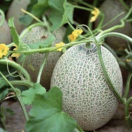 Jepun Honeydew Melon (6‘seeds) / Rock Melon Seed / Biji Benih Tembikai Susu Jepun / 日本爆甜网纹哈密瓜籽