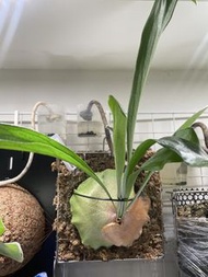 立葉鹿角蕨 Platycerium veitchii
