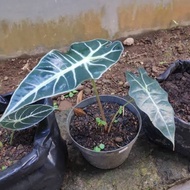 Alocasia Amazonica/Keladi Amazon/Keladi Liku