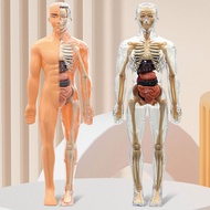 Clear Human Body Structure Model Detachable 3d Human Anatomys For Student