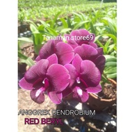 Tanaman Hias Anggrek Dendrobium RED BERYL /Anggrek Dendrobium