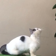 munchkin kucing bicolor