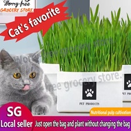 🚚Natural Soil-less Cat Grass Planting Kit Soil-less Fast Growing Organic Wheatgrass Seed Health Care Hairball Pet cat