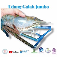 UDANG GALAH JUMBO SEGAR 4-6 Ekor