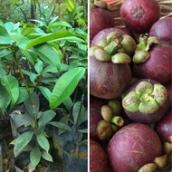 Anak Pokok Manggis Mesta / Cepat Berbuah / Pokok Manggis