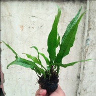 Kadaka Java Fern wabikusa - tanaman aquascape