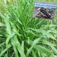 Maramais Seeds (50Pcs/Pack) Maramais Grass Seeds