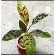 Pohon pisang hias varigata merah - Banana blood