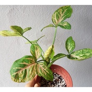 Syngonium strawberry/aroid plant
