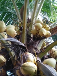 Anak pokok kelapa Rendah - Malayan Yellow Dwarf (MYD) 1 pokok