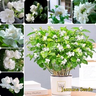 High Quality 50pcs Pure White Jasmine Flower Seeds Plants Seeds Natural Perfume Flower Seeds Benih Pokok Bunga Balcony Potted Ornamental Plants Home Garden Flowers Decoration Live Plants for Sale High Germination Fast Grow Easy To Planting In Malaysia